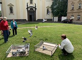 45 poštovních holubic vzlétlo z Dómského náměstí